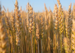 Government approves export of additional 25 lakh metric tonnes of wheat to support farmers