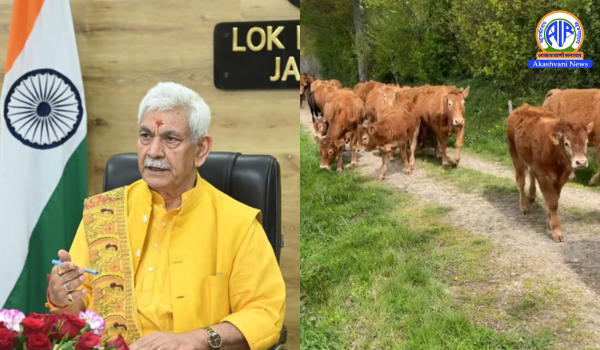 LG Manoj Sinha forms committee to draft SOPs for regulating transport of bovine animals in J&K