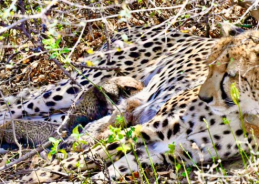 Indian-born Female Cheetah gives birth to 4 Cubs at Kuno National Park