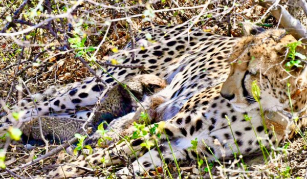 Indian-born Female Cheetah gives birth to 4 Cubs at Kuno National Park