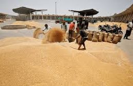 Government Increases Wheat Procurement Target at Minimum Support Price by 15%