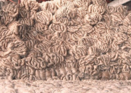 Govt reduces Jute Stock Limits for Raw Jute Traders, Balers to zero