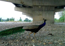 Delhi-Dehradun Expressway a landmark in wildlife conservation: Union Minister Harsh Malhotra