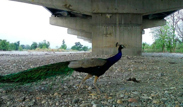 Delhi-Dehradun Expressway a landmark in wildlife conservation: Union Minister Harsh Malhotra