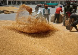Government Increases Wheat Procurement Target at Minimum Support Price by 15%