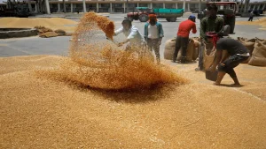 Government Increases Wheat Procurement Target at Minimum Support Price by 15%
