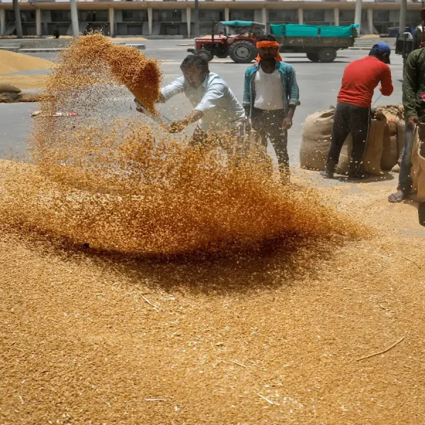 Government Increases Wheat Procurement Target at Minimum Support Price by 15%