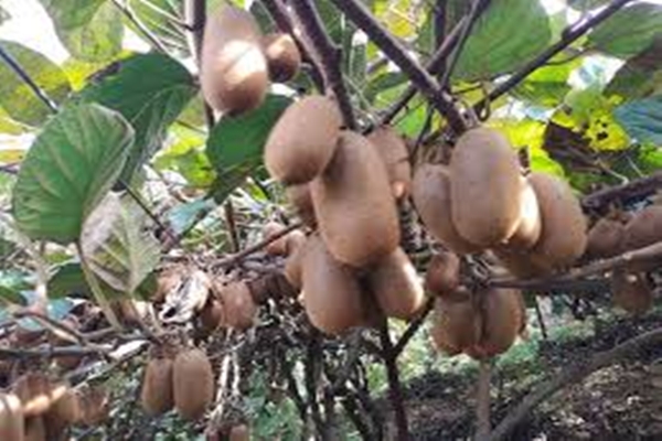 Kiwi identified as USP of Arunachal; Mission launched for value chain development