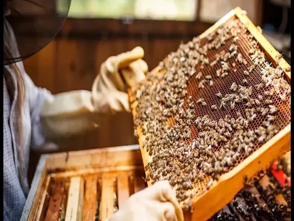 Jammu: Beekeeping emerging as self-employment sector with sustainable source of income