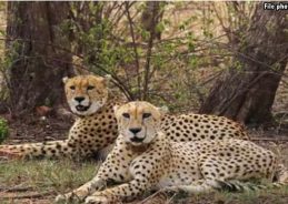 MP: Two more female cheetahs from Botswana set free in Kuno national park