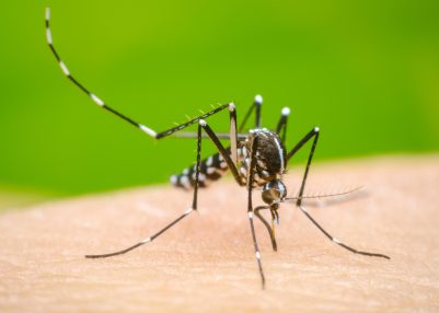 Dengue cases rise across Sri Lanka amid mosquito breeding concerns