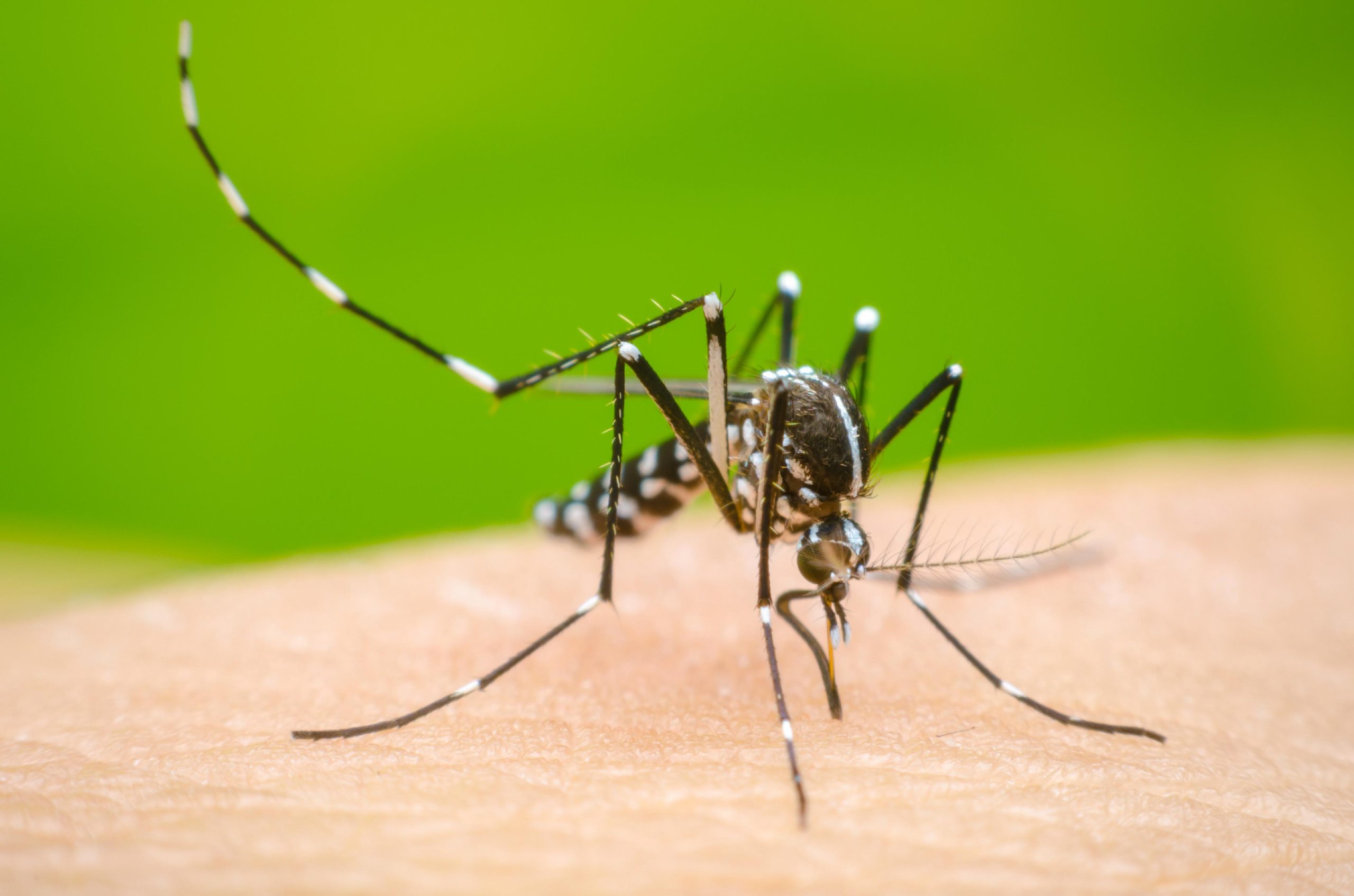 Dengue cases rise across Sri Lanka amid mosquito breeding concerns