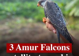 Amur Falcons satellite-tagged in stopover site in Manipur