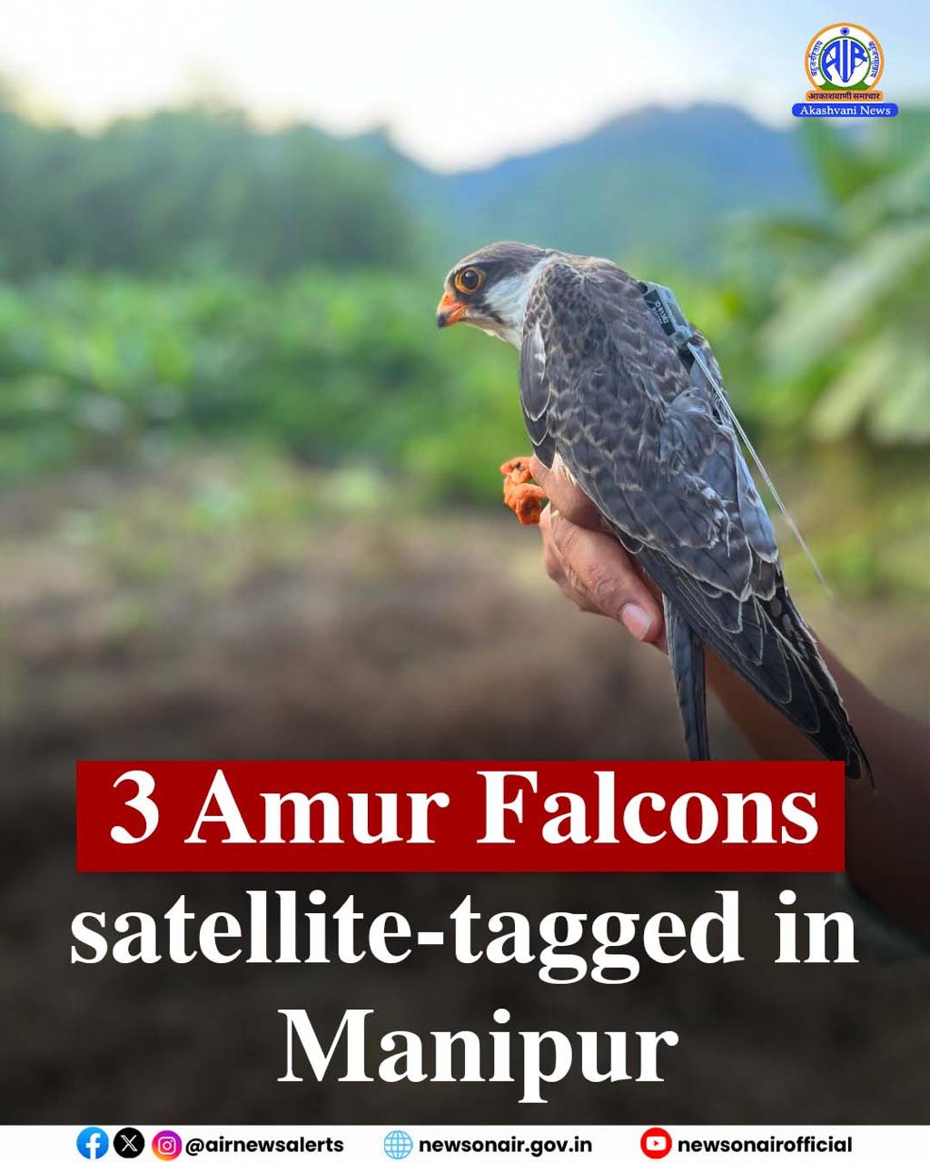 Amur Falcons satellite-tagged in stopover site in Manipur