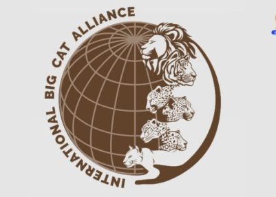International Big Cat Alliance welcomes Saudi Arabia as newest Member Country