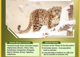 Union Environment Minister chairs  review meeting of Project Cheetah to assess future course of action