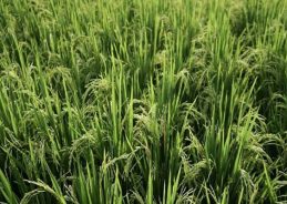 Summer crops witness significant growth of over three lakh hectares this month 