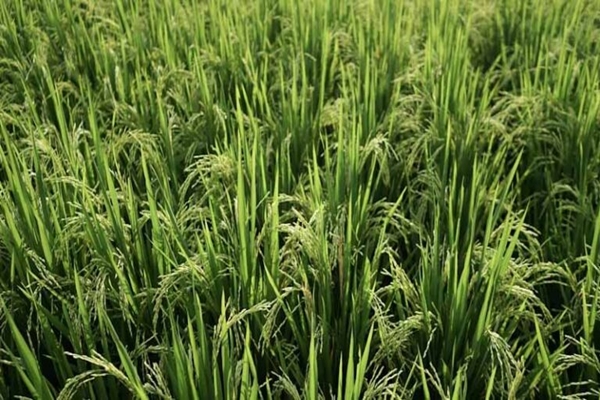 Summer crops witness significant growth of over three lakh hectares this month 