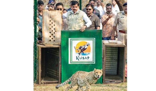 Madhya Pradesh CM Dr Mohan Yadav releases two cheetahs in Kuno National Park